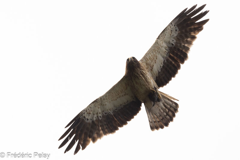 Booted Eagle female, Flight
