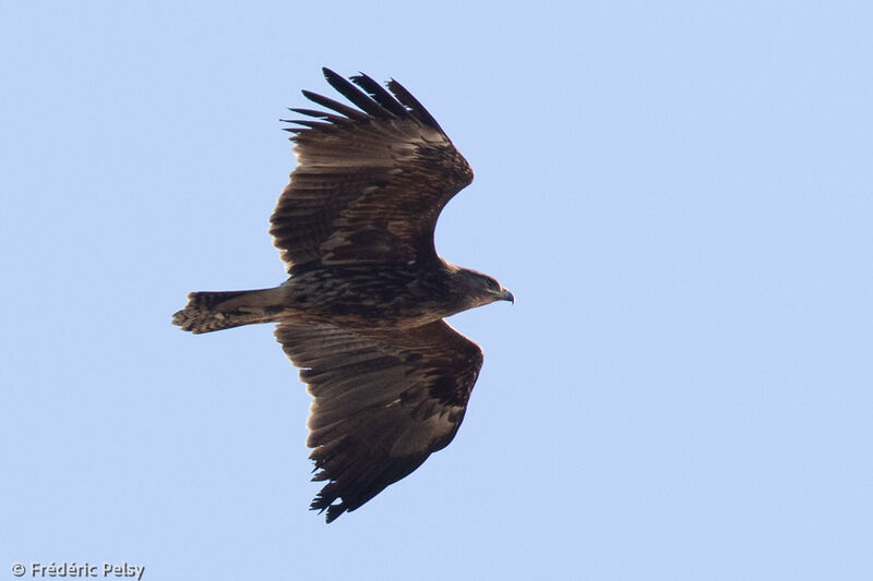 Greater Spotted Eagleimmature, Flight