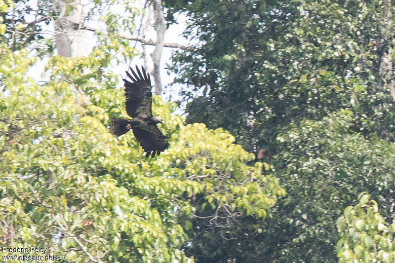 Gurney's Eagleimmature, habitat, pigmentation, Flight