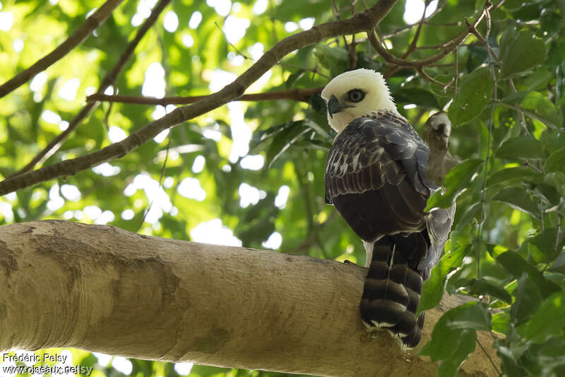 Sulawesi Hawk-Eaglejuvenile, identification