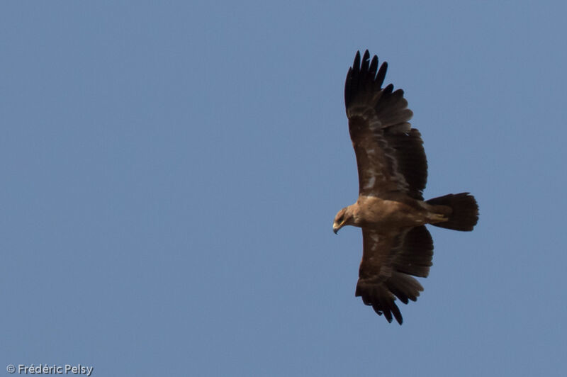 Tawny Eagle, Flight