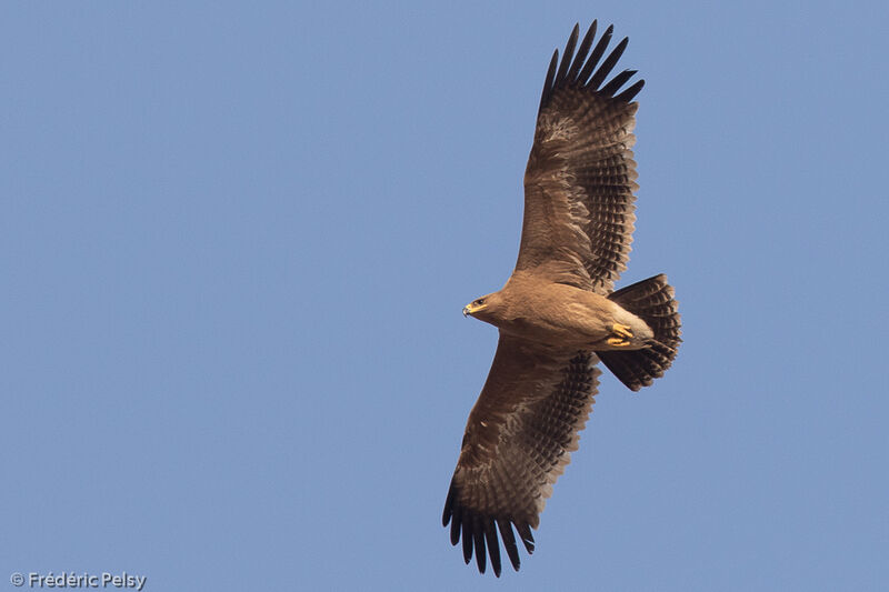 Tawny Eaglejuvenile, Flight