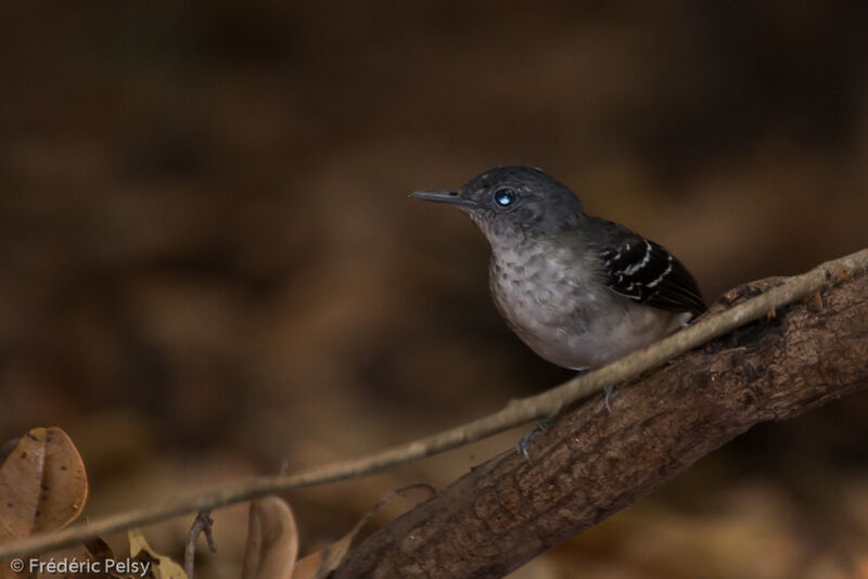 Band-tailed Antbird female adult, close-up portrait