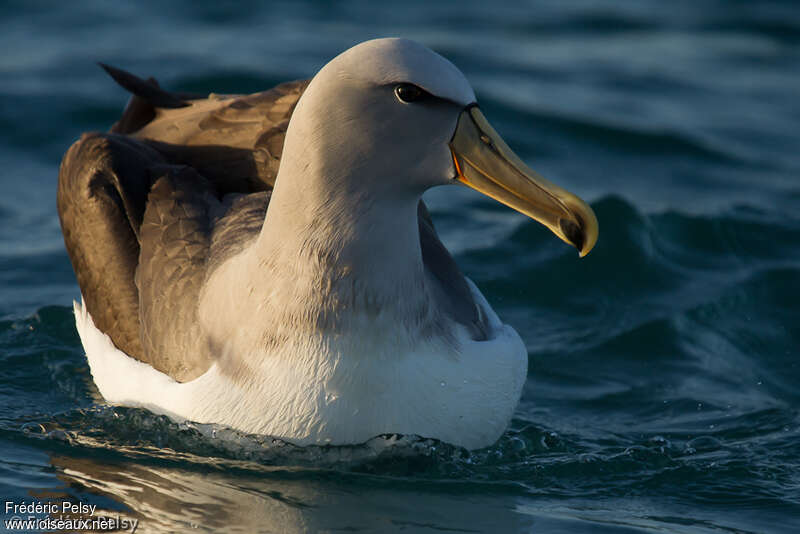 Albatros de Salvinadulte, identification