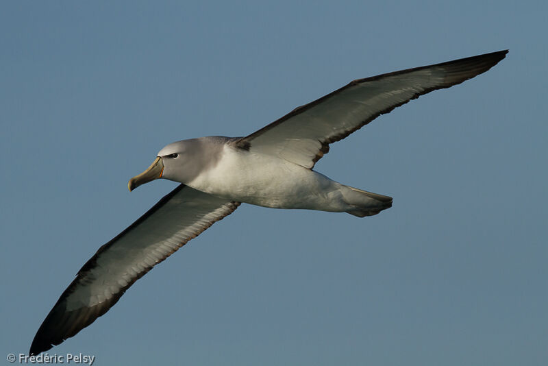 Albatros de Salvinadulte