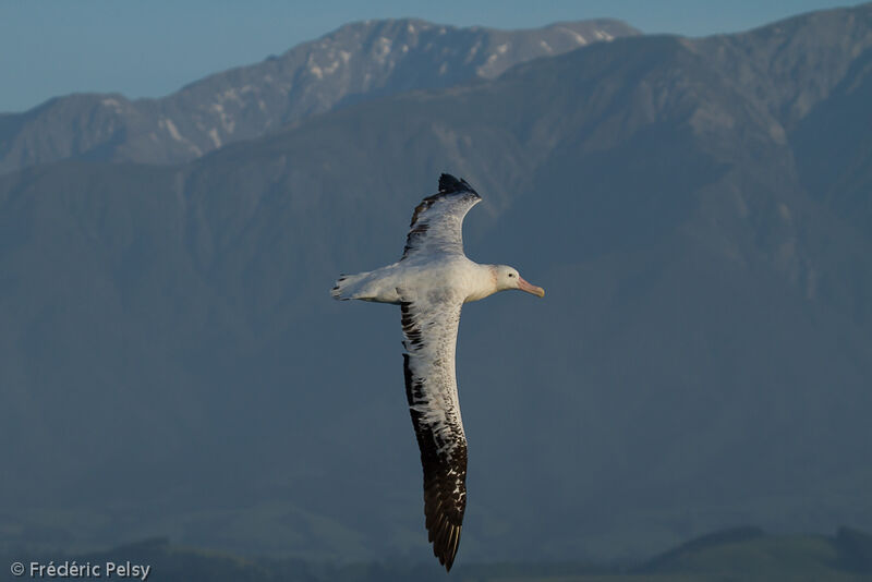 Albatros des Antipodesadulte
