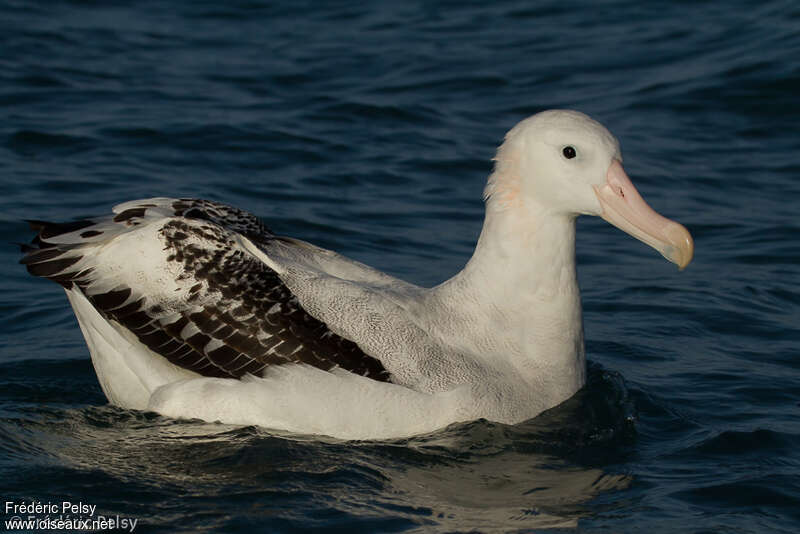 Albatros des Antipodes, identification