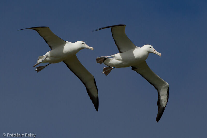 Albatros royal du Nordadulte