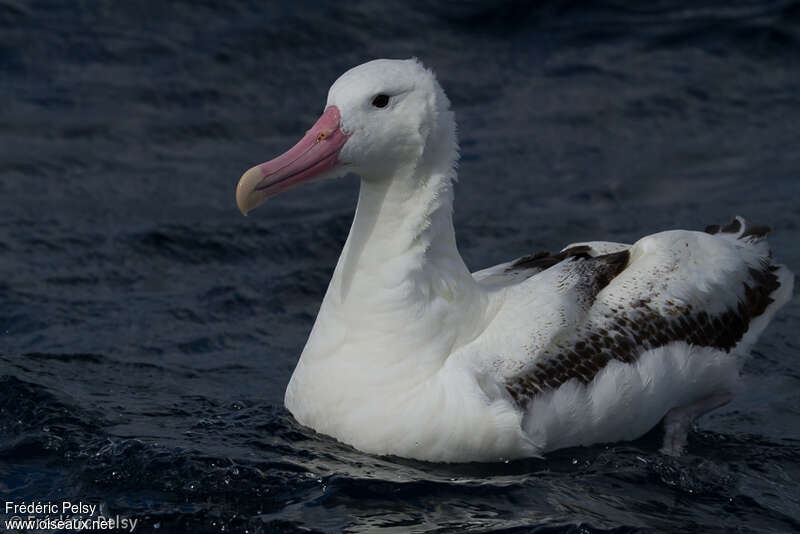 Southern Royal Albatrossadult, identification, swimming