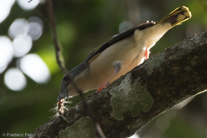 White-browed Shrike-babbler female adult, eats