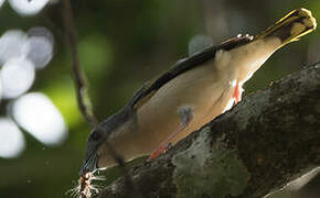 White-browed Shrike-babbler