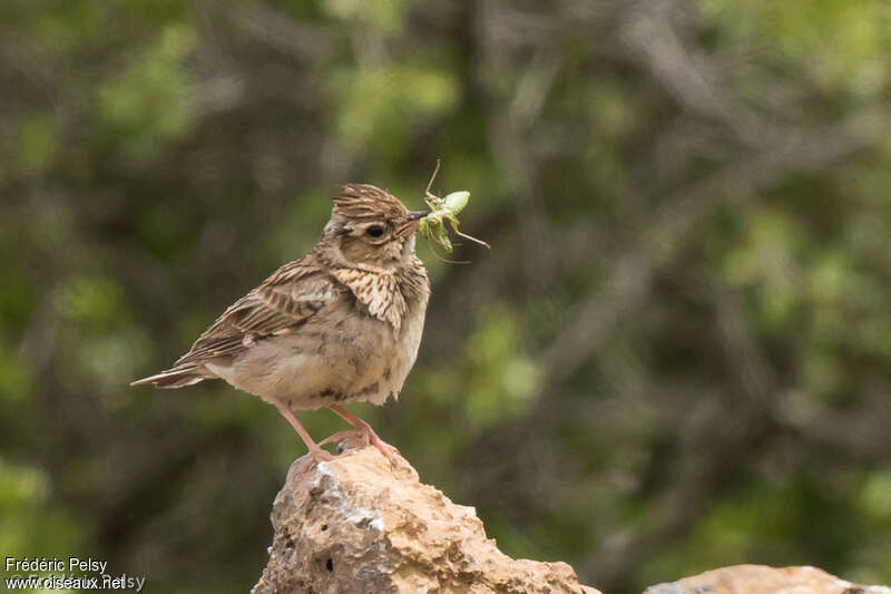 Woodlarkadult, feeding habits, Reproduction-nesting