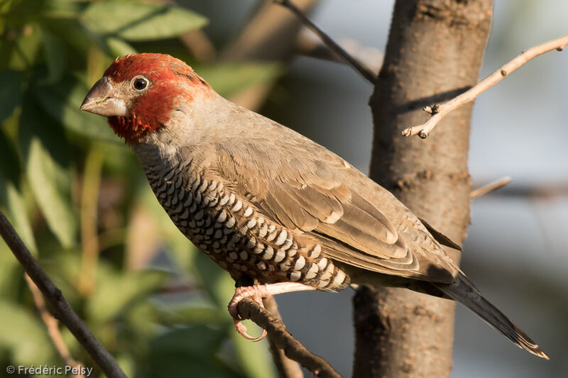 Red-headed Finch male adult