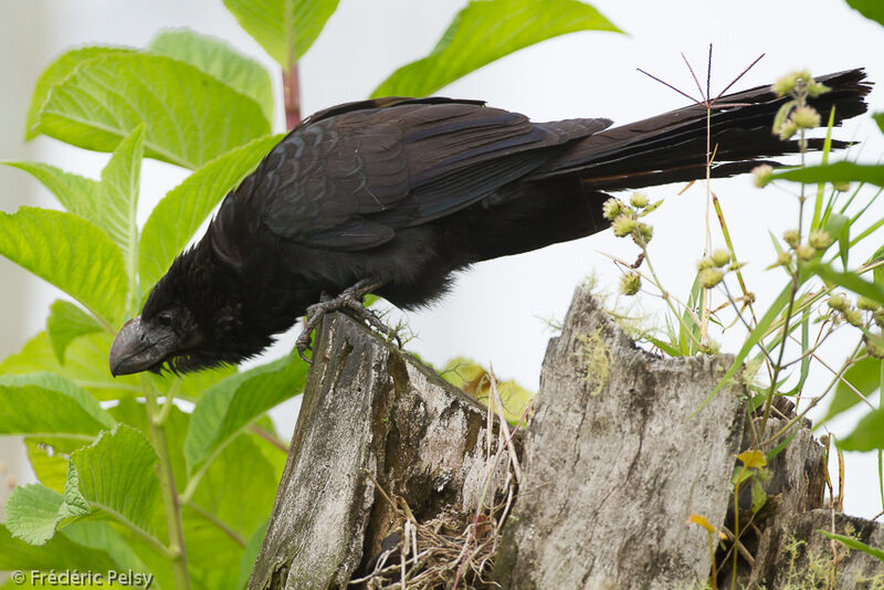 Smooth-billed Aniadult