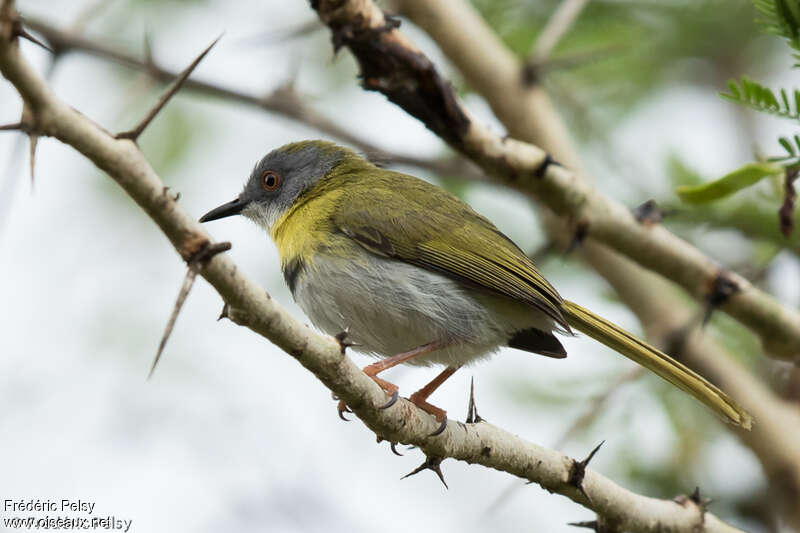 Yellow-breasted Apalis male adult, identification