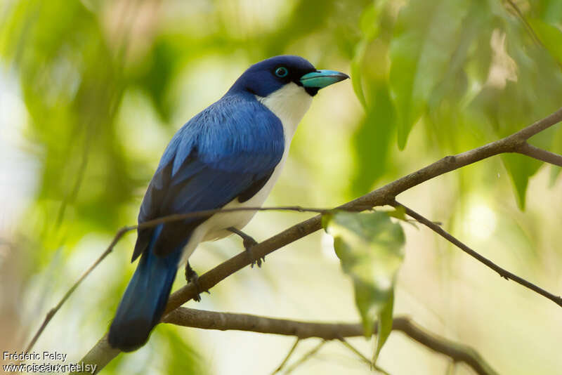 Blue Vanga male adult, identification
