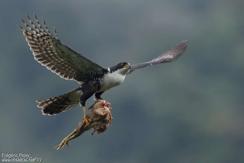Black Sparrowhawkadult, Flight, feeding habits