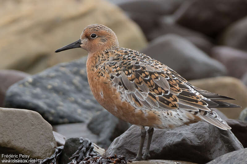 Red Knot female adult breeding, identification