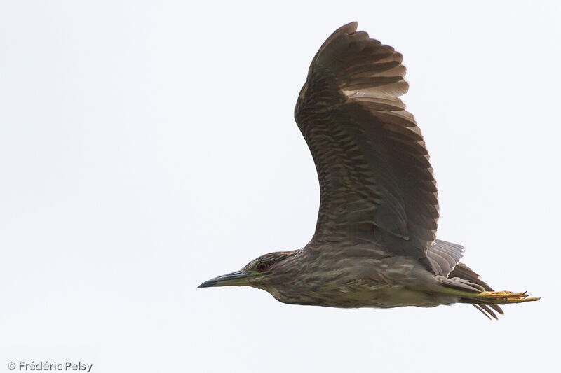 Black-crowned Night HeronSecond year, Flight