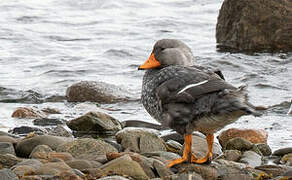 Fuegian Steamer Duck