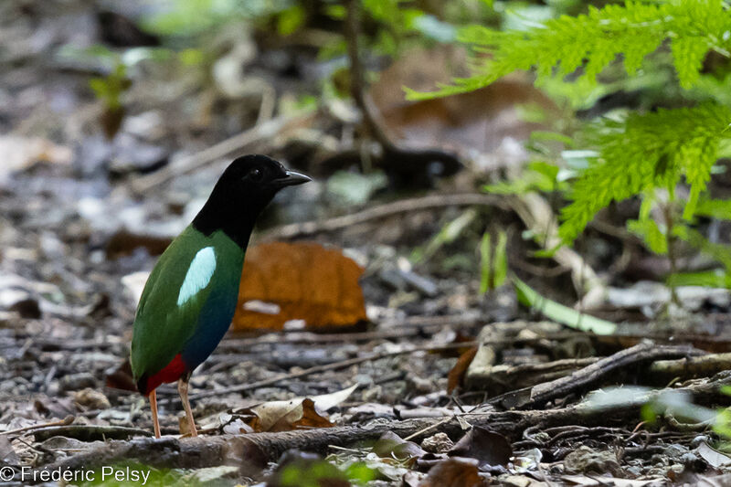 Hooded Pitta male