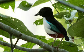 Ivory-breasted Pitta