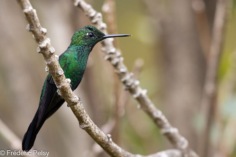 Green-crowned Brilliant male