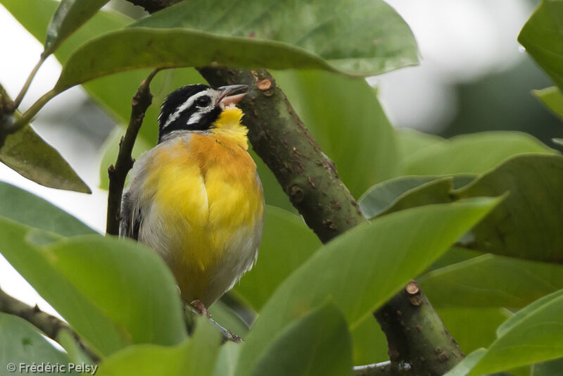 Golden-breasted Buntingadult