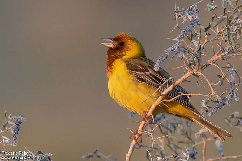 Red-headed Bunting male adult breeding, pigmentation, song