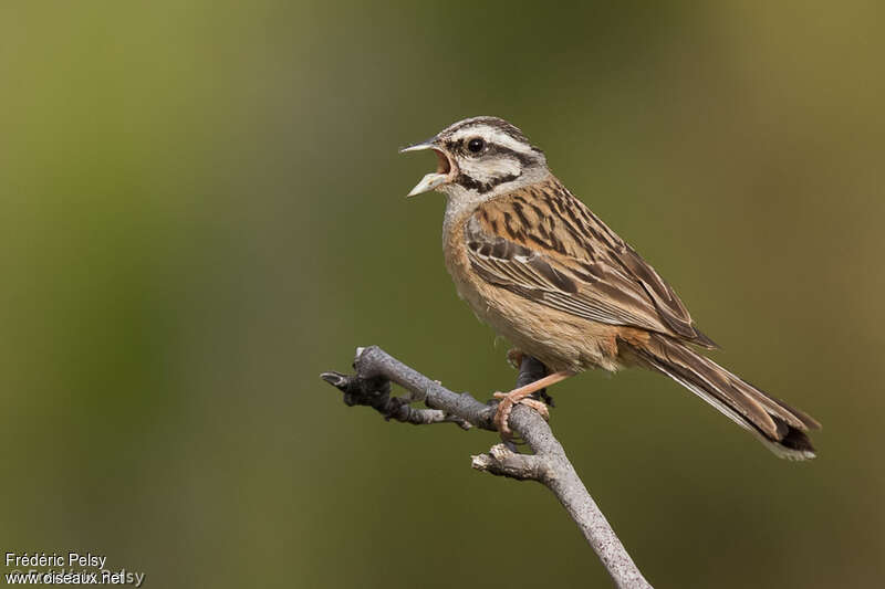 Rock Bunting male adult, identification, song
