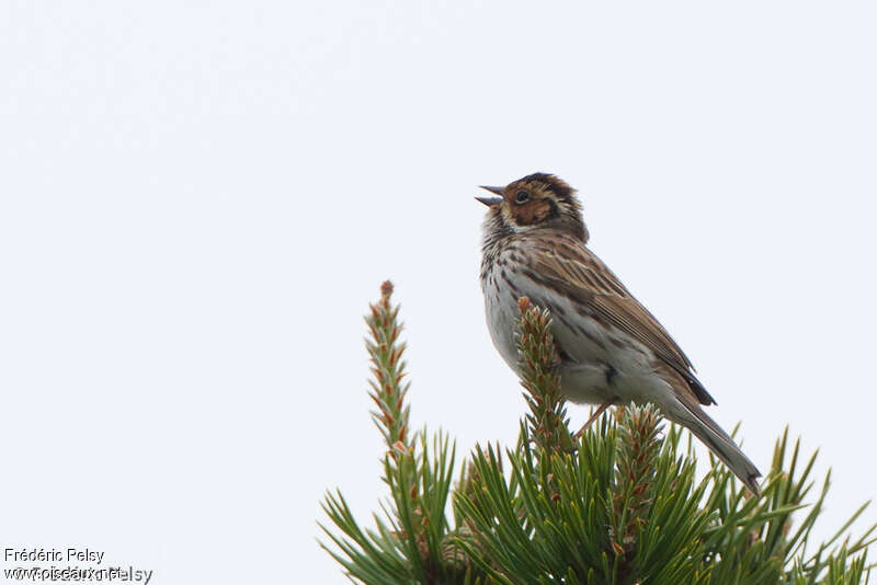 Little Bunting male adult, habitat, song