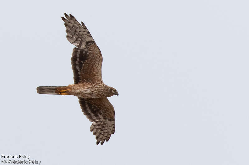 Pallid Harrier female adult, moulting, Flight