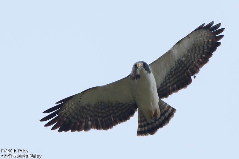 Short-tailed Hawkadult, Flight
