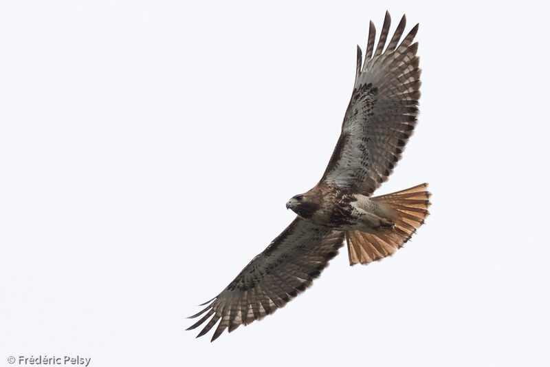 Red-tailed Hawkadult, Flight