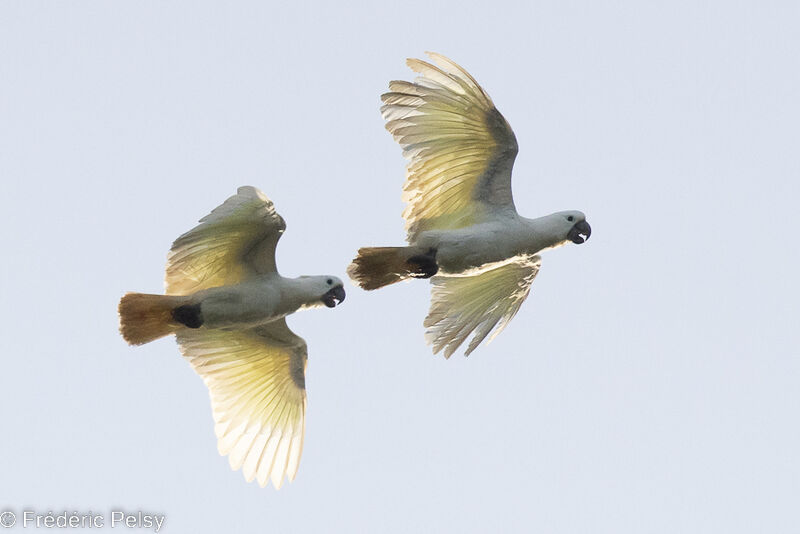Sulphur-crested Cockatoo, Flight