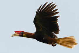 Rufous Hornbill