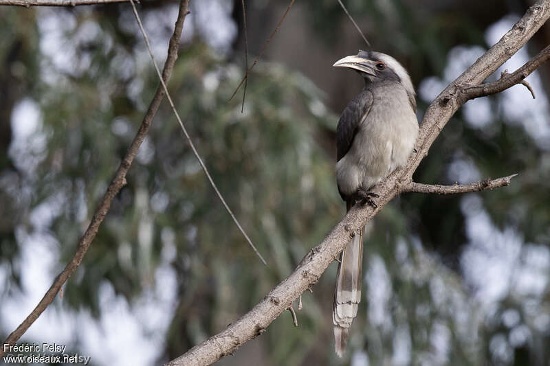 Indian Grey Hornbill female adult, identification