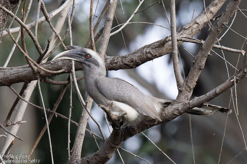 Indian Grey Hornbill male adult, identification