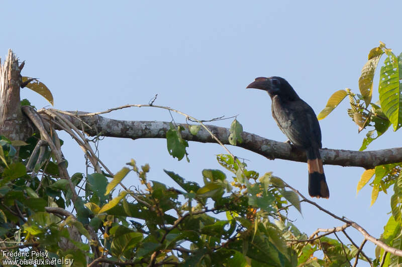 Mindanao Hornbill female adult