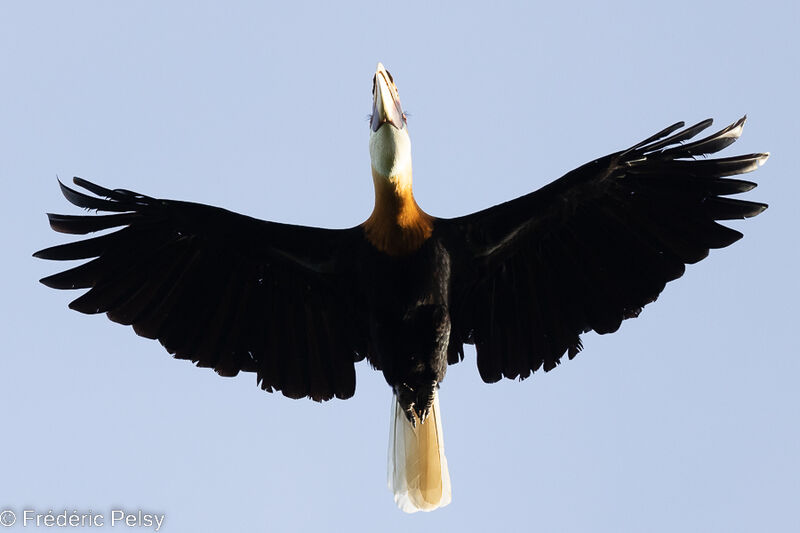 Blyth's Hornbill male, Flight