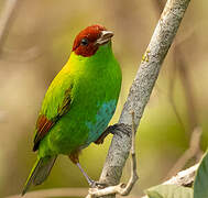 Rufous-winged Tanager