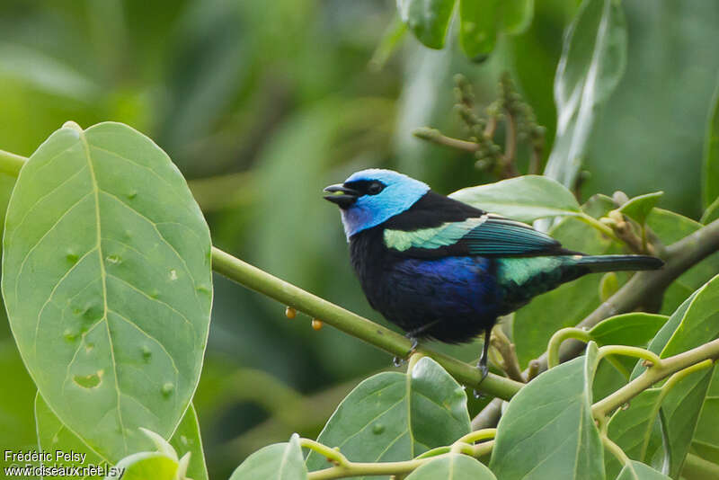 Blue-necked Tanager male adult, identification
