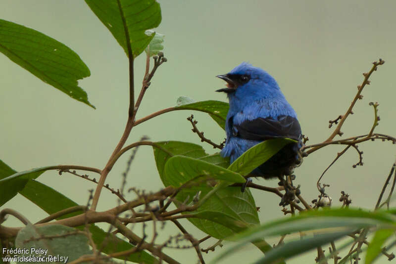 Blue-and-black Tanageradult, song