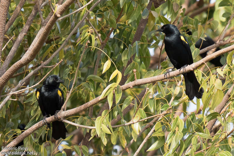 Yellow-shouldered Blackbird, habitat