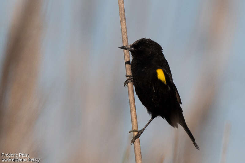 Yellow-winged Blackbird male adult breeding, identification