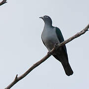 Spectacled Imperial Pigeon