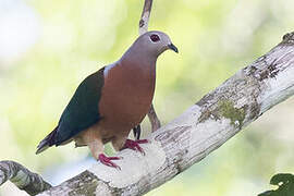 Purple-tailed Imperial Pigeon