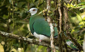 White-bellied Imperial Pigeon