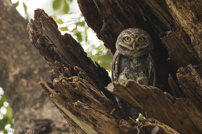 Spotted Owletadult, identification
