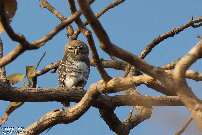 Forest Owlet, identification